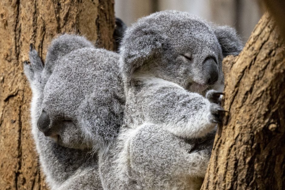 Duisburger Zoo stellt doppelten Koala-Nachwuchs vor