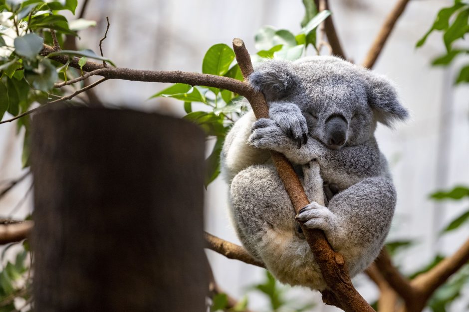 Duisburger Zoo stellt doppelten Koala-Nachwuchs vor