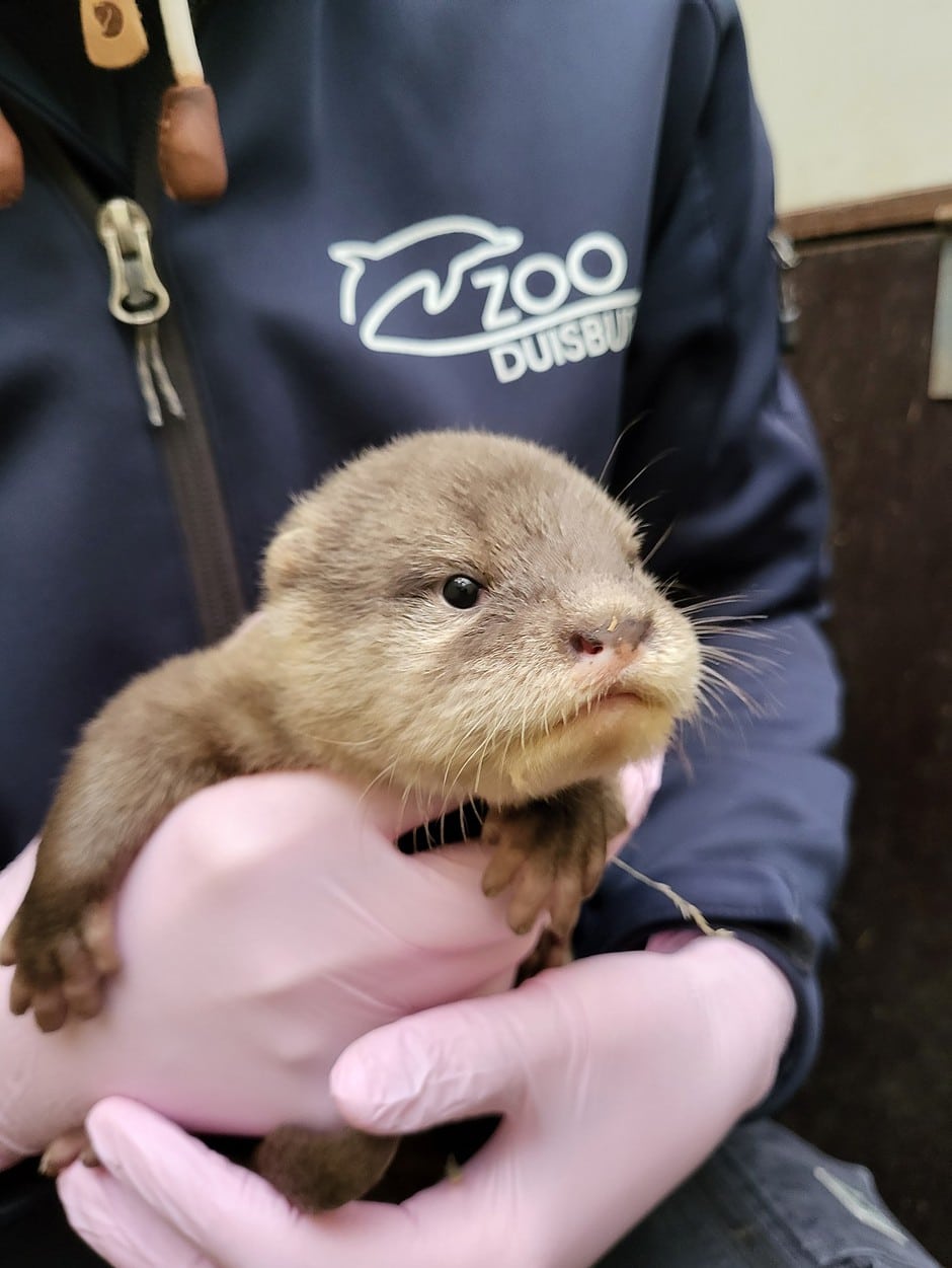 Zwergotter-Nachwuchs im Zoo Duisburg