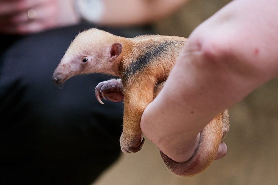 Ameisenbär-Junges Zoo Krefeld