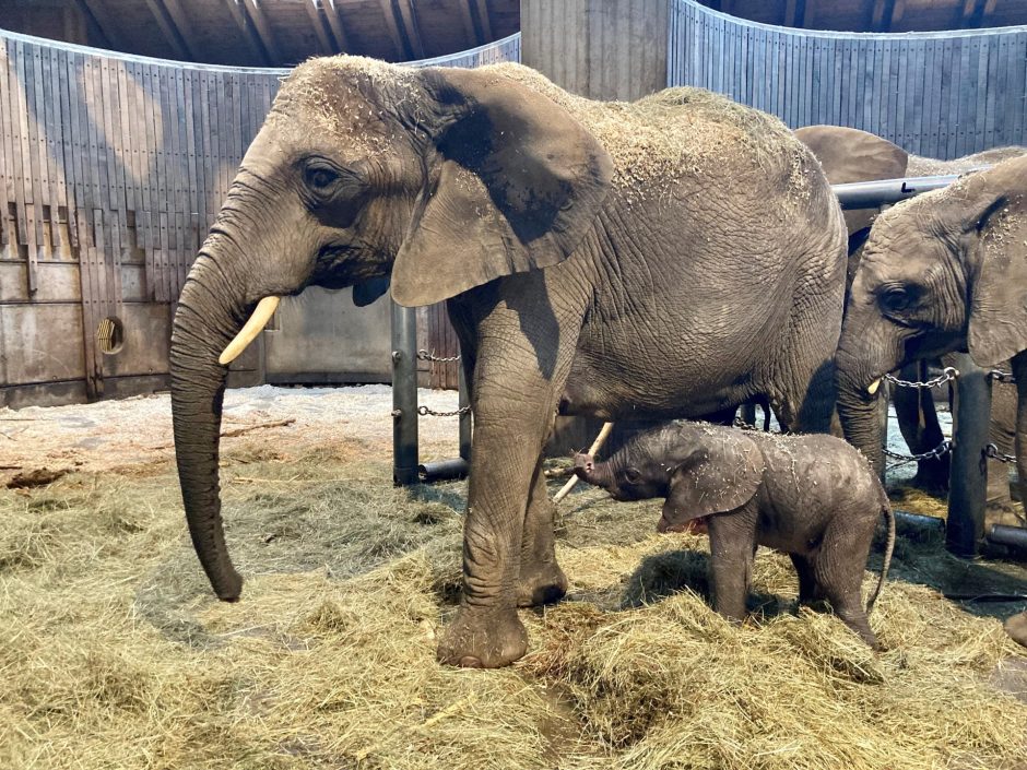 Elefanten-Nachwuchs im Wuppertaler Zoo