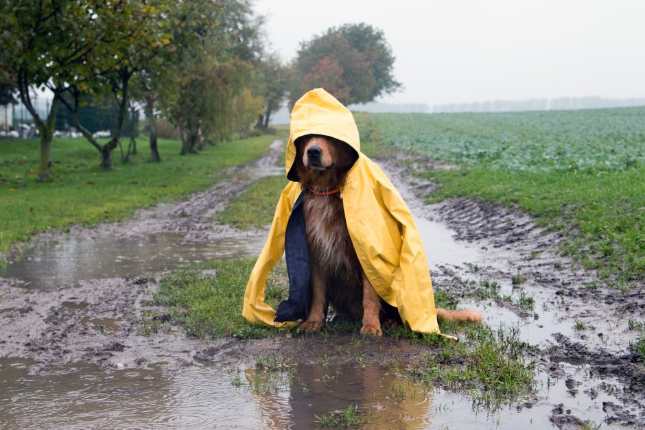 Regen Wetter Schlamm Wolken Schauer