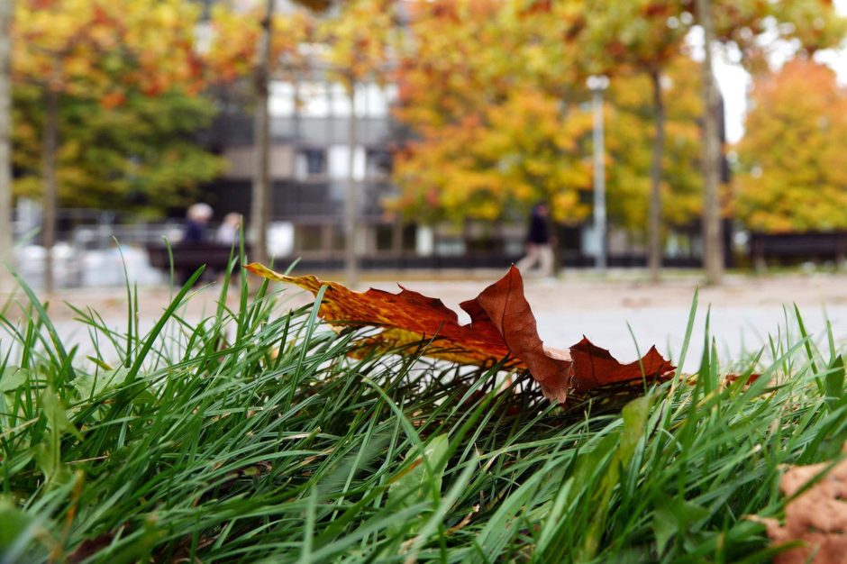 Herbst Düsseldorf