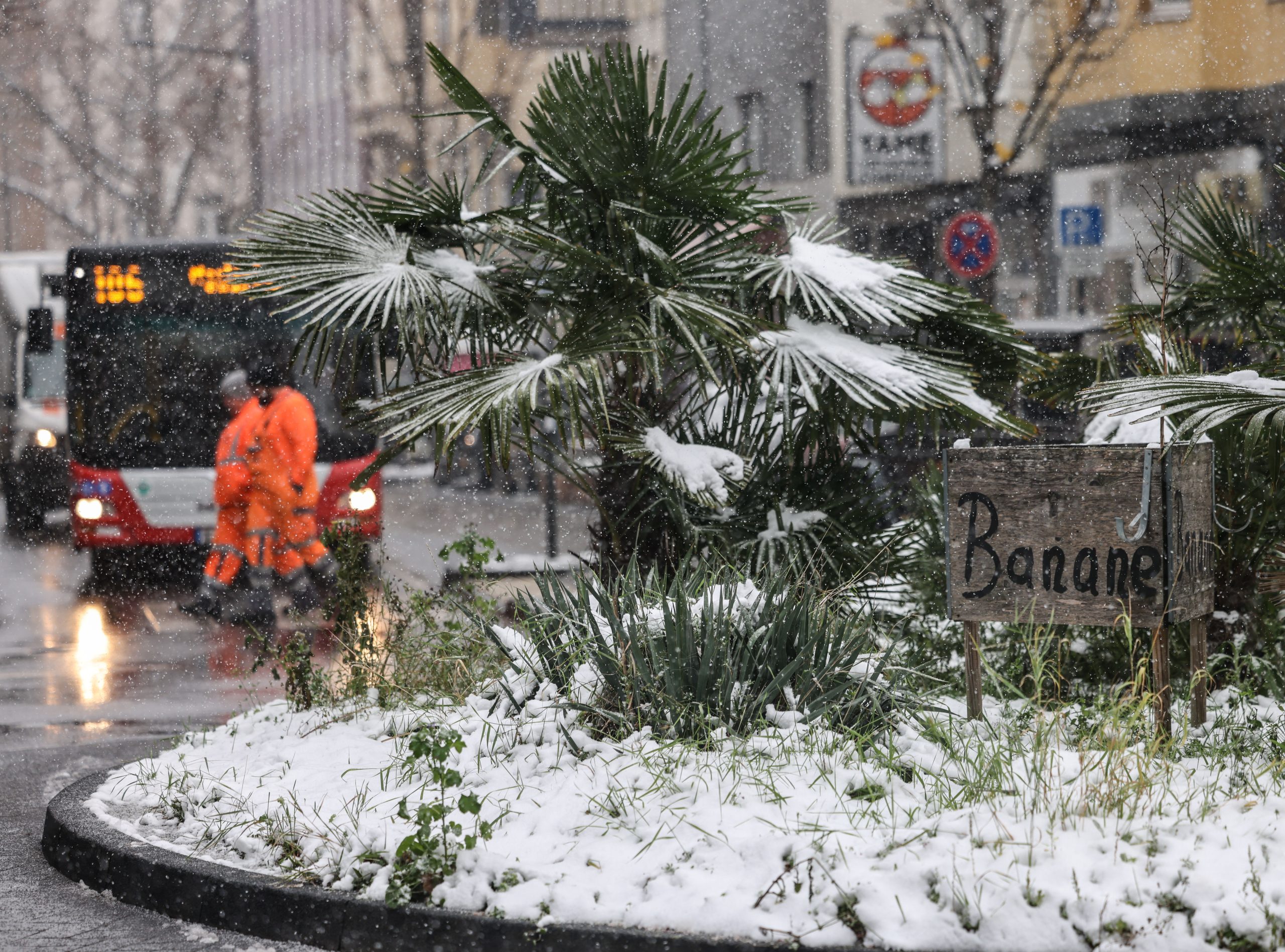 Schnee liegt auf Bananenpflanzen, die in einem Kreisverkehr wachsen. Foto: Oliver Berg/dpa