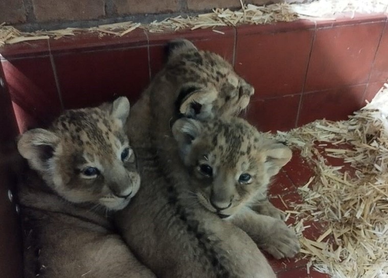 Kölner Zoo Löwenbabys