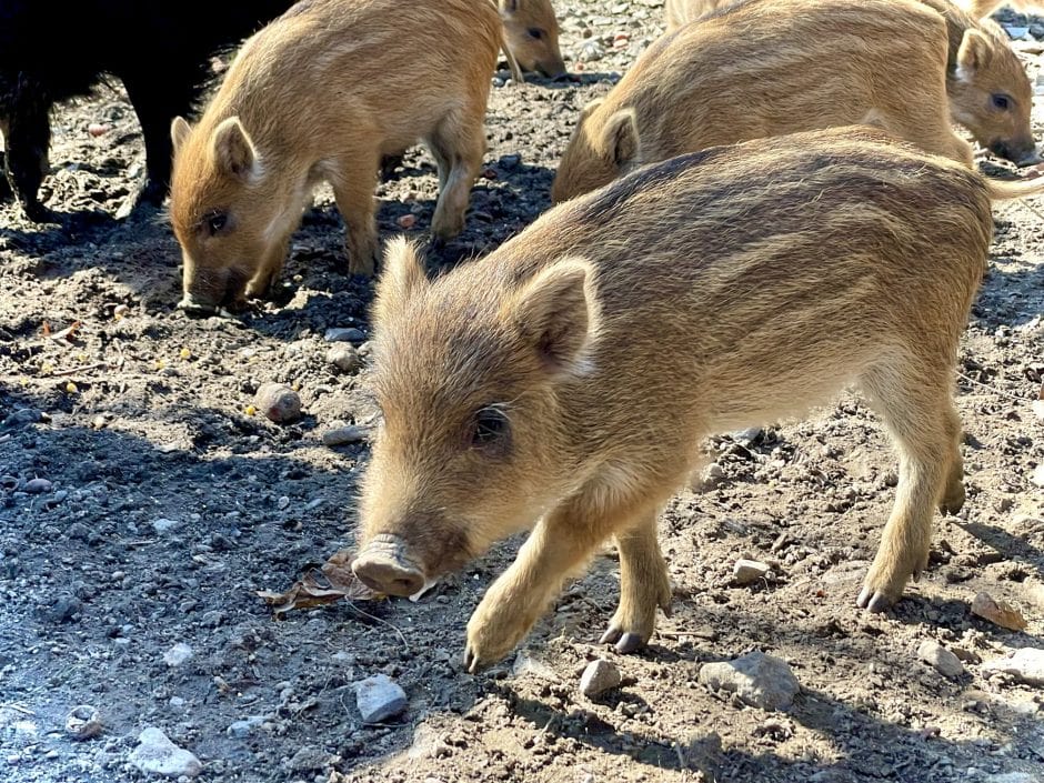 Wildpark Düsseldorf Frischlinge Tierbabys