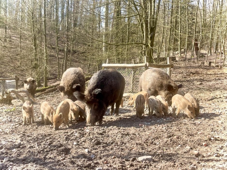 Wildpark Düsseldorf Frischlinge Tierbabys