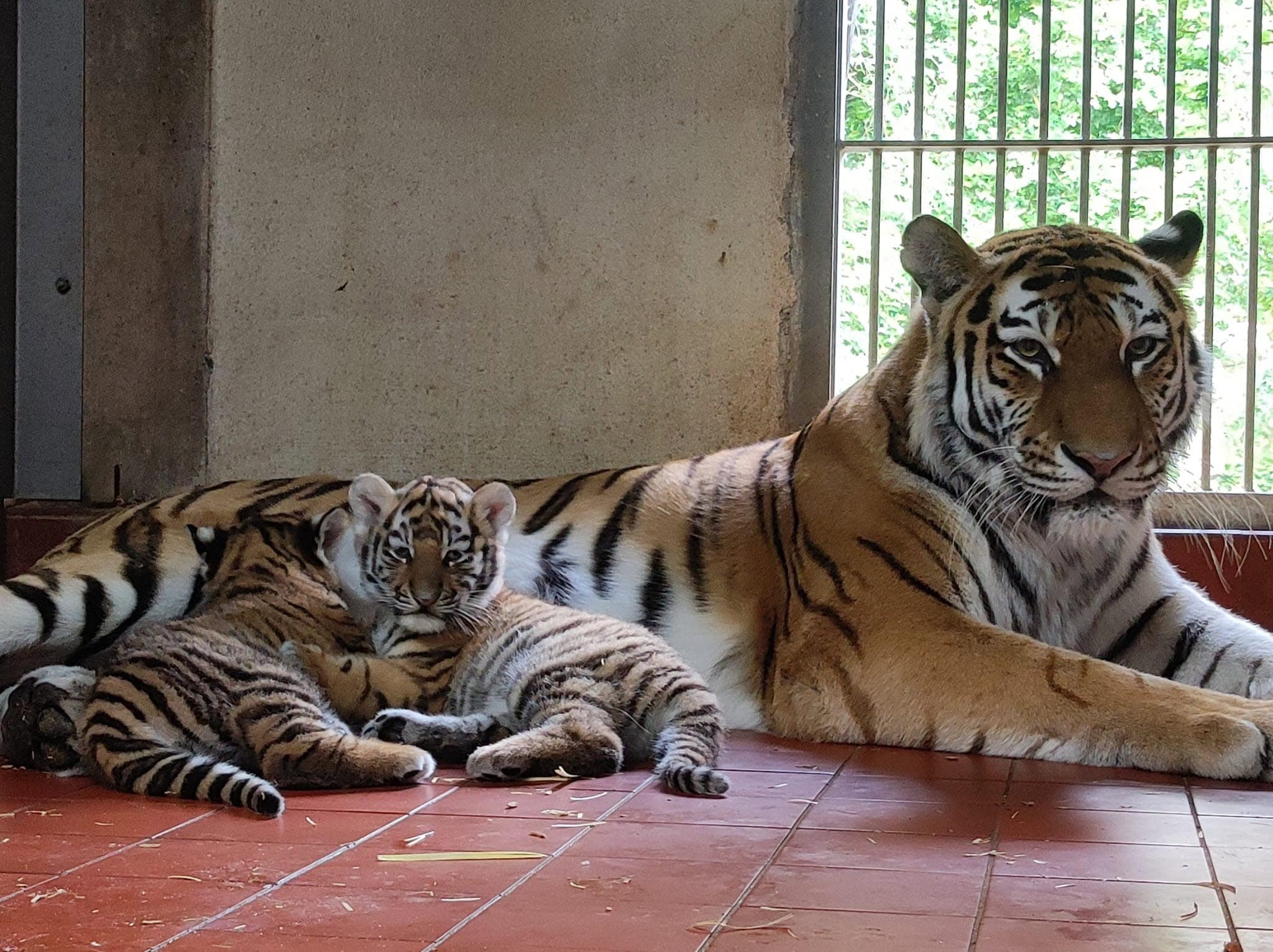 Süße Tierbaby-Fotos aus den NRW-Zoos: Tiger-Nachwuchs aus Köln erstmals vor der Kamera