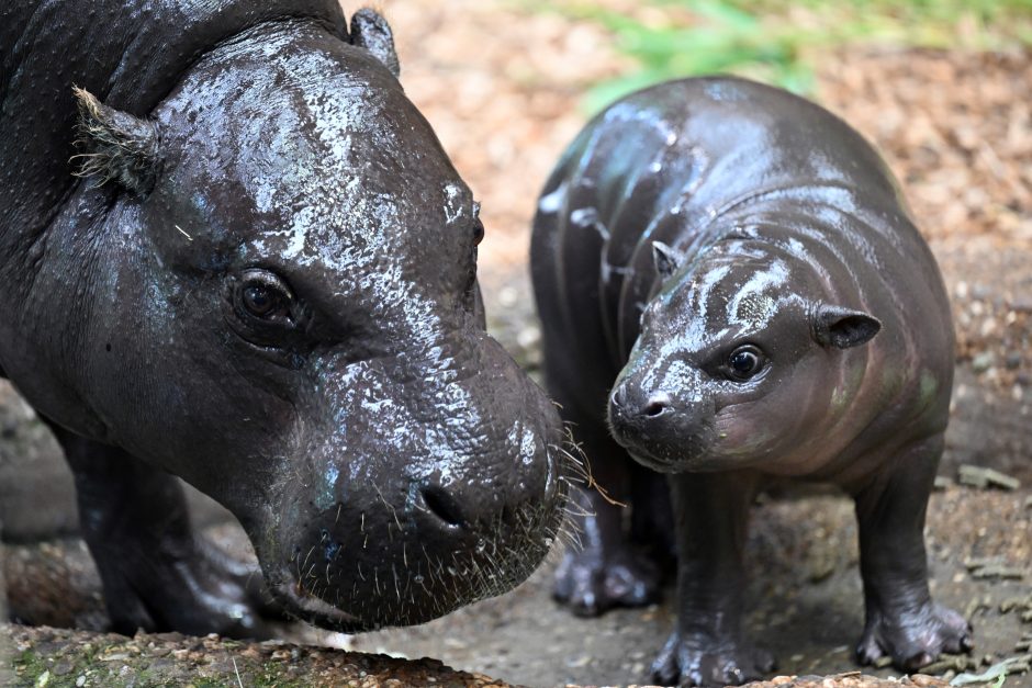 Zoo Duisburg Tierbabys Nachwuchs bei Zwergflusspferden