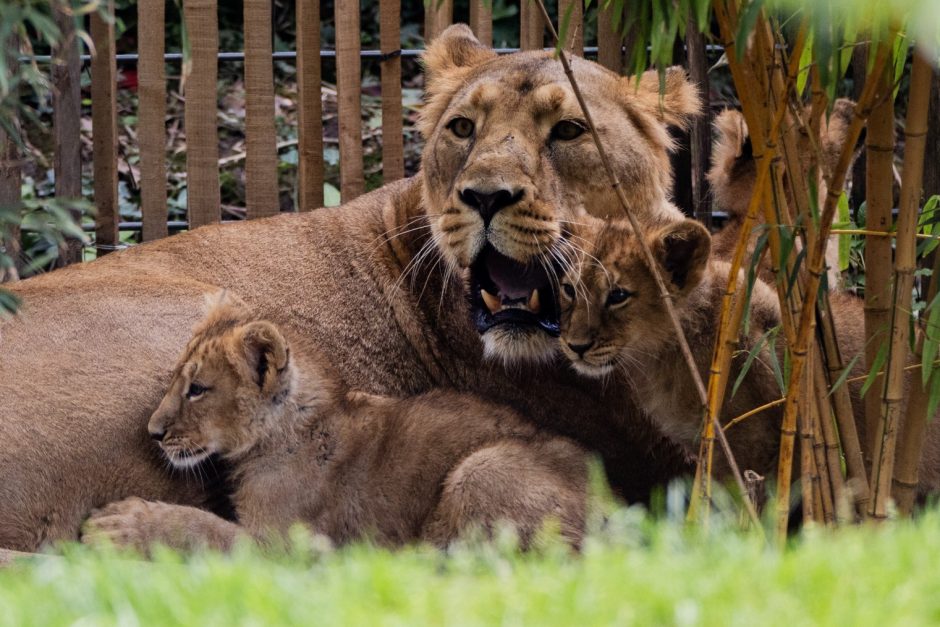 Löwenbabys im Kölner Zoo