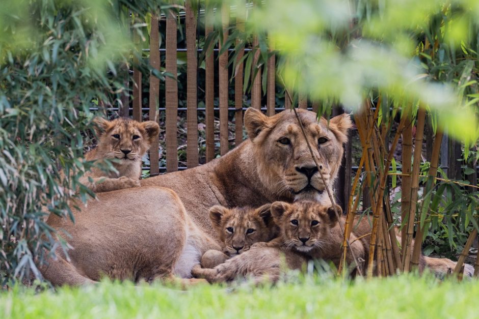 Löwenbabys im Kölner Zoo