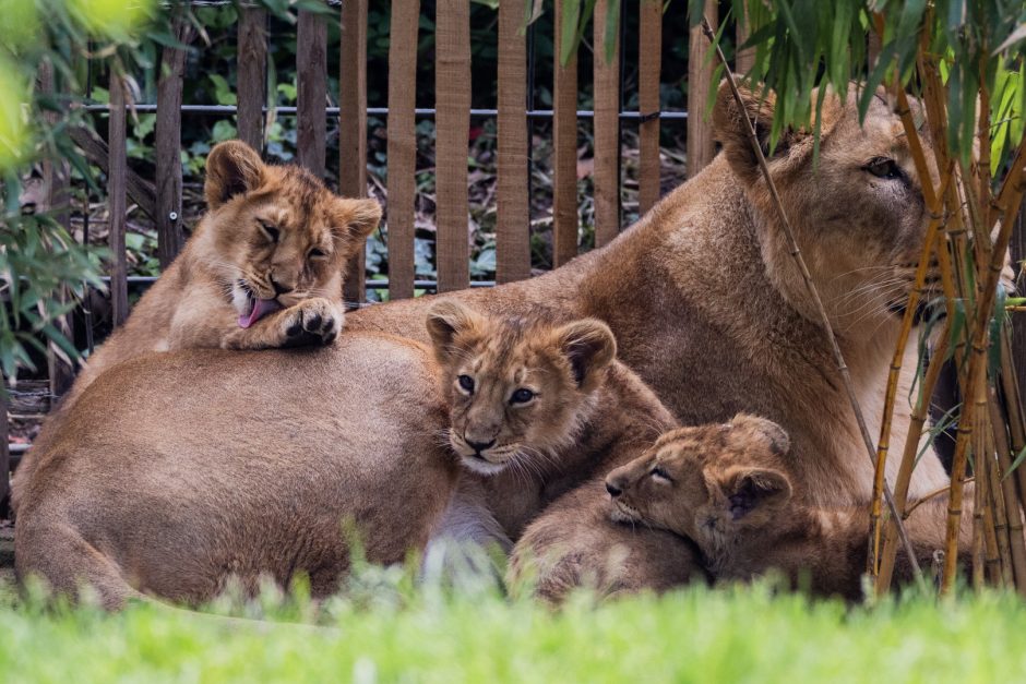 Löwenbabys im Kölner Zoo