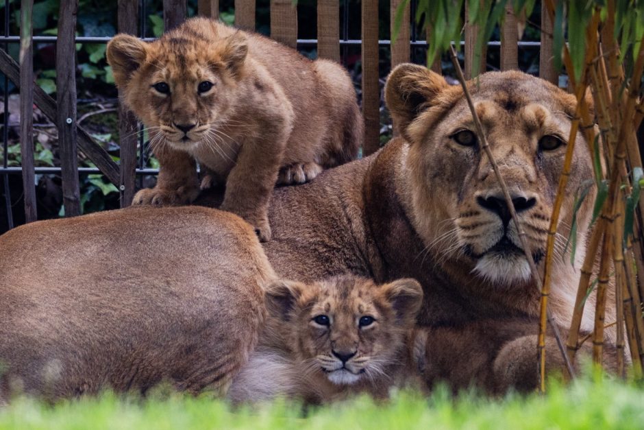 Löwenbabys im Kölner Zoo