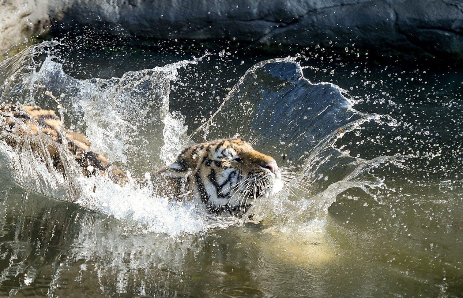 hat sich Hagenbecks Tierpark in seinem Gehege einen mit Fleisch gefüllten Kürbis gesichert.</p> Foto: dpa/Axel Heimken