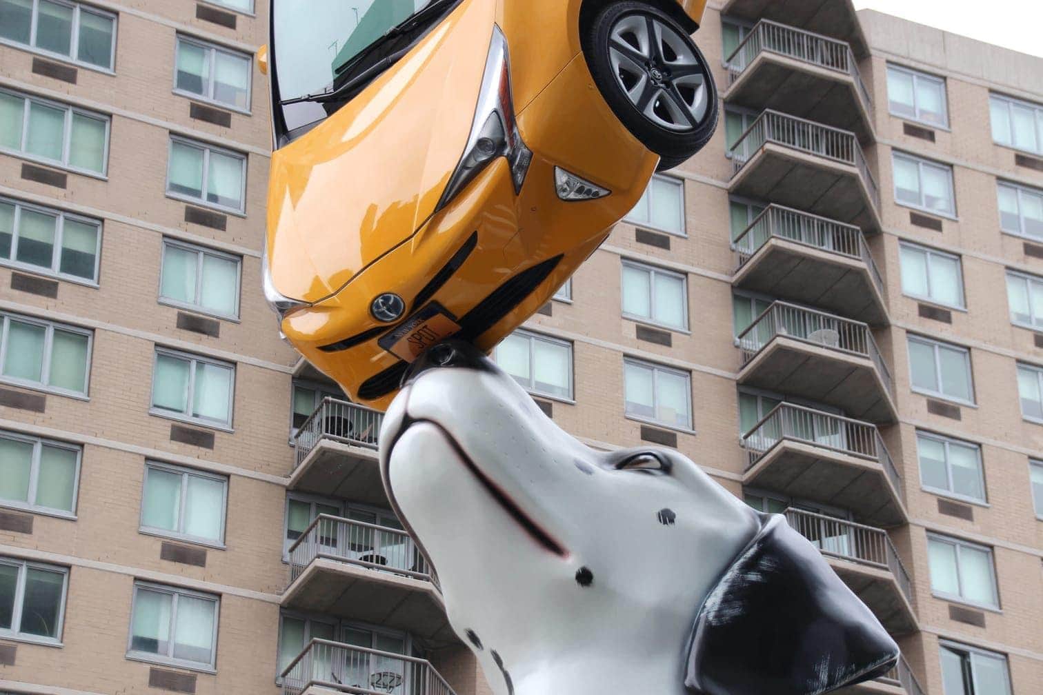 New York Hund balanciert Taxi auf der Nase