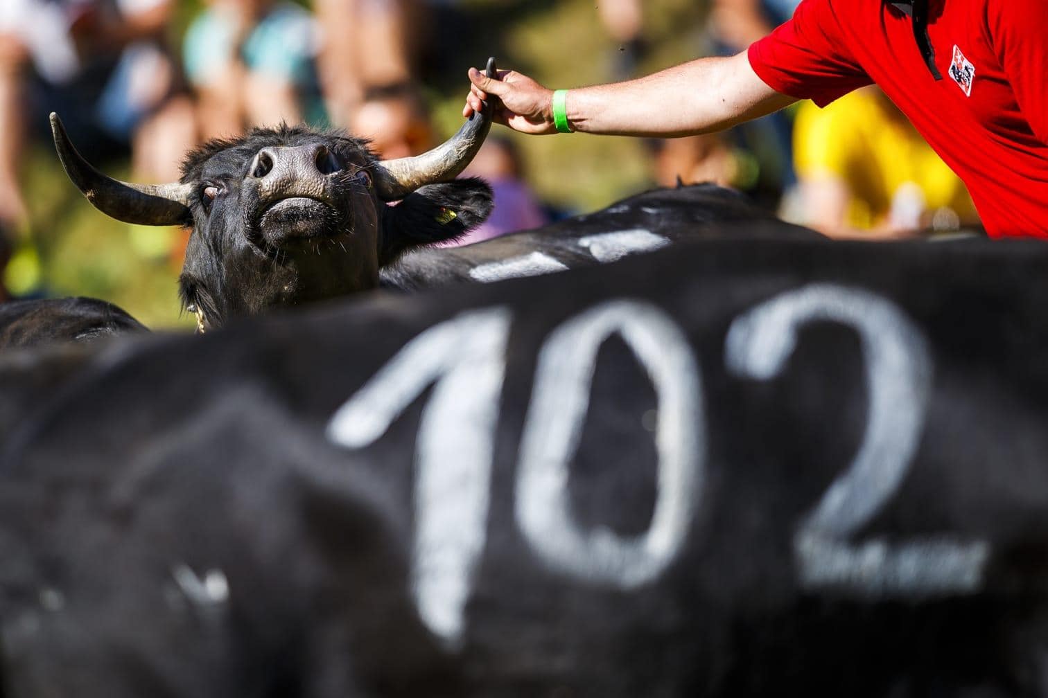 die insbesondere im Kanton Wallis gehalten wird